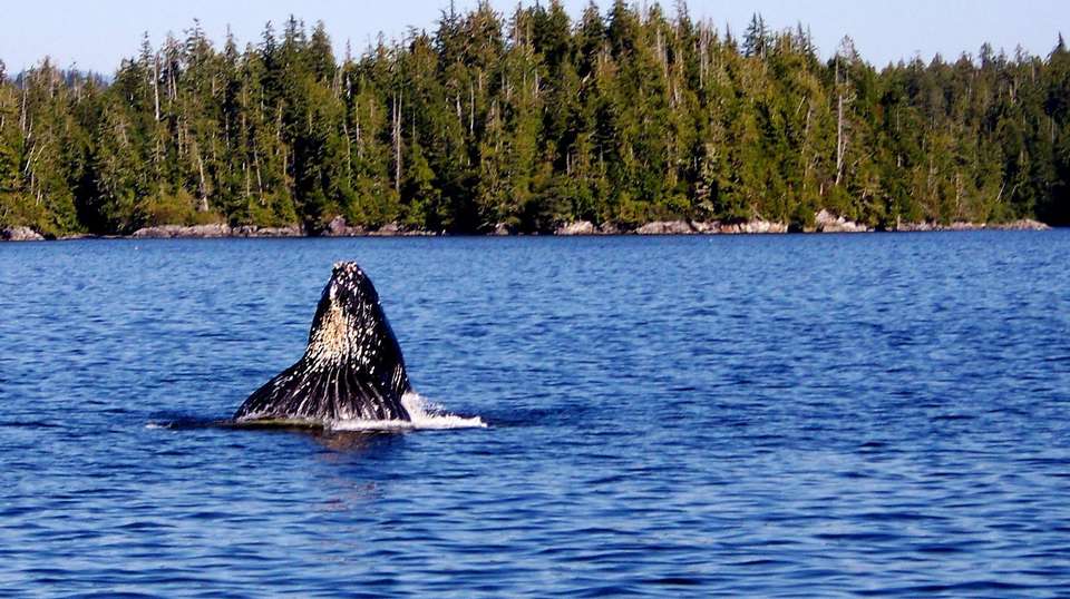 Western Canada: See & Experience it all in 10 days  - Charliethetraveler - Canada - Image 2
