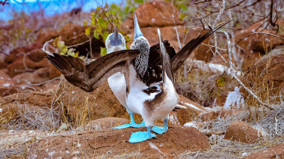 Ecuador & the Galapagos Islands 12-day tour - Charliethetraveler - Ecuador