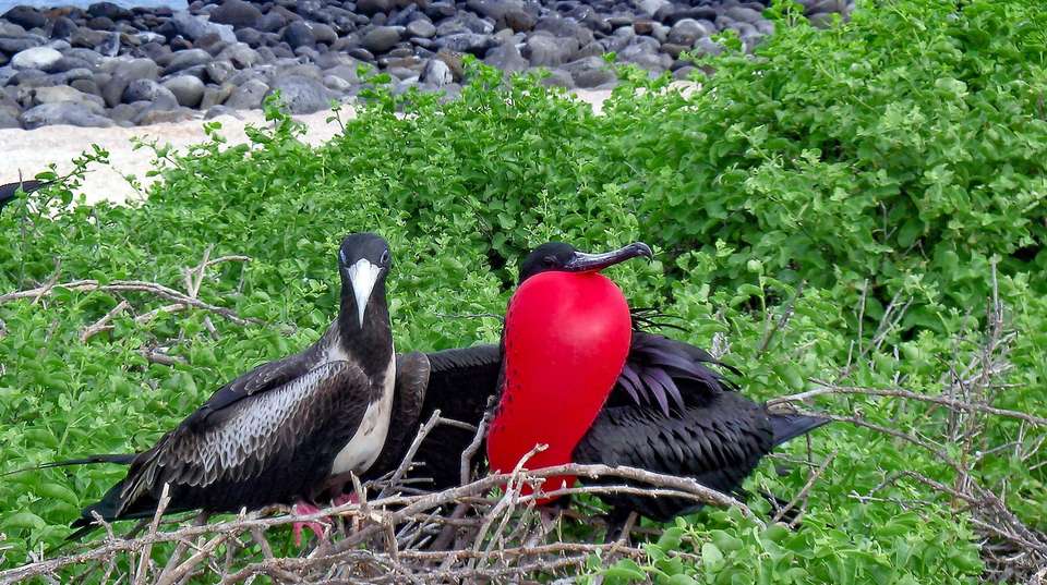 Ecuador & the Galapagos Islands 12-day tour - Charliethetraveler - Ecuador