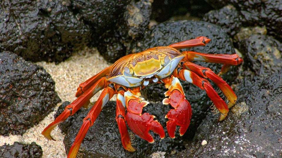 Ecuador & the Galapagos Islands 12-day tour - Charliethetraveler - Ecuador