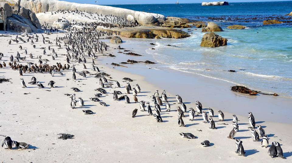 South Africa: See & Experience it all in 12 Days - Charliethetraveler - South Africa - Image 10