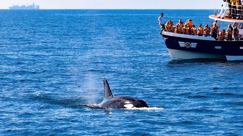 South Africa: See & Experience it all in 12 Days - Charliethetraveler - South Africa - Image 7