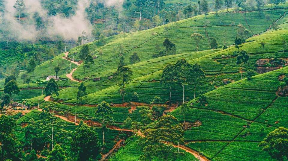 Sri Lanka: See & Experience it all in 10 days, Luxury Tour - Charliethetraveler - Sri Lanka - Image 12