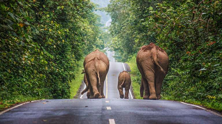 Thailand North and Central: See & experience it all trip - alternative tour available