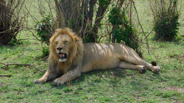 6-Day Masai Mara, Nakuru & Amboseli Budget Camping Safari trip - alternative tour available