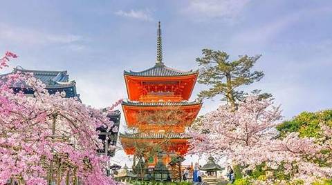 7-day Japan Cherry Blossom Tour - April 2027
