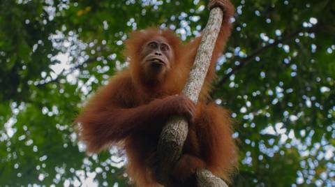 South East Asia Senior Travelers: 12-day Malaysia, Borneo & Singapore Family