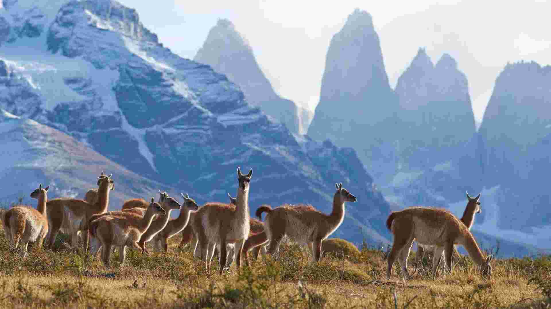 Torres del Paine - The W Trek