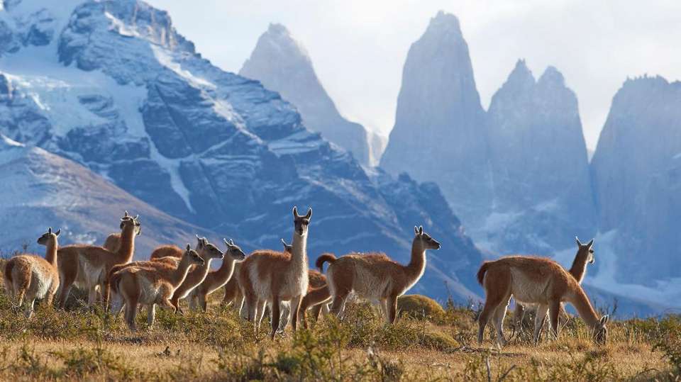 Torres del Paine - The W Trek - G Adventures - Chile - Image 1