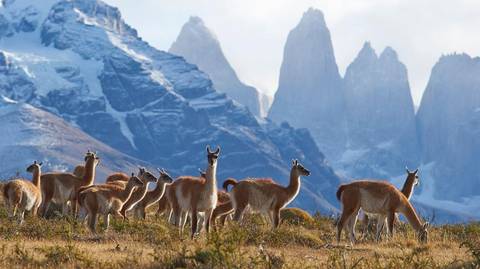 Wildlife Tour: Torres Del Paine - The W Trek