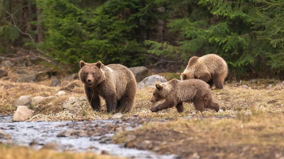 Carpathian Walking & Bears - Exodus Adventure Travels - Romania - Image 25