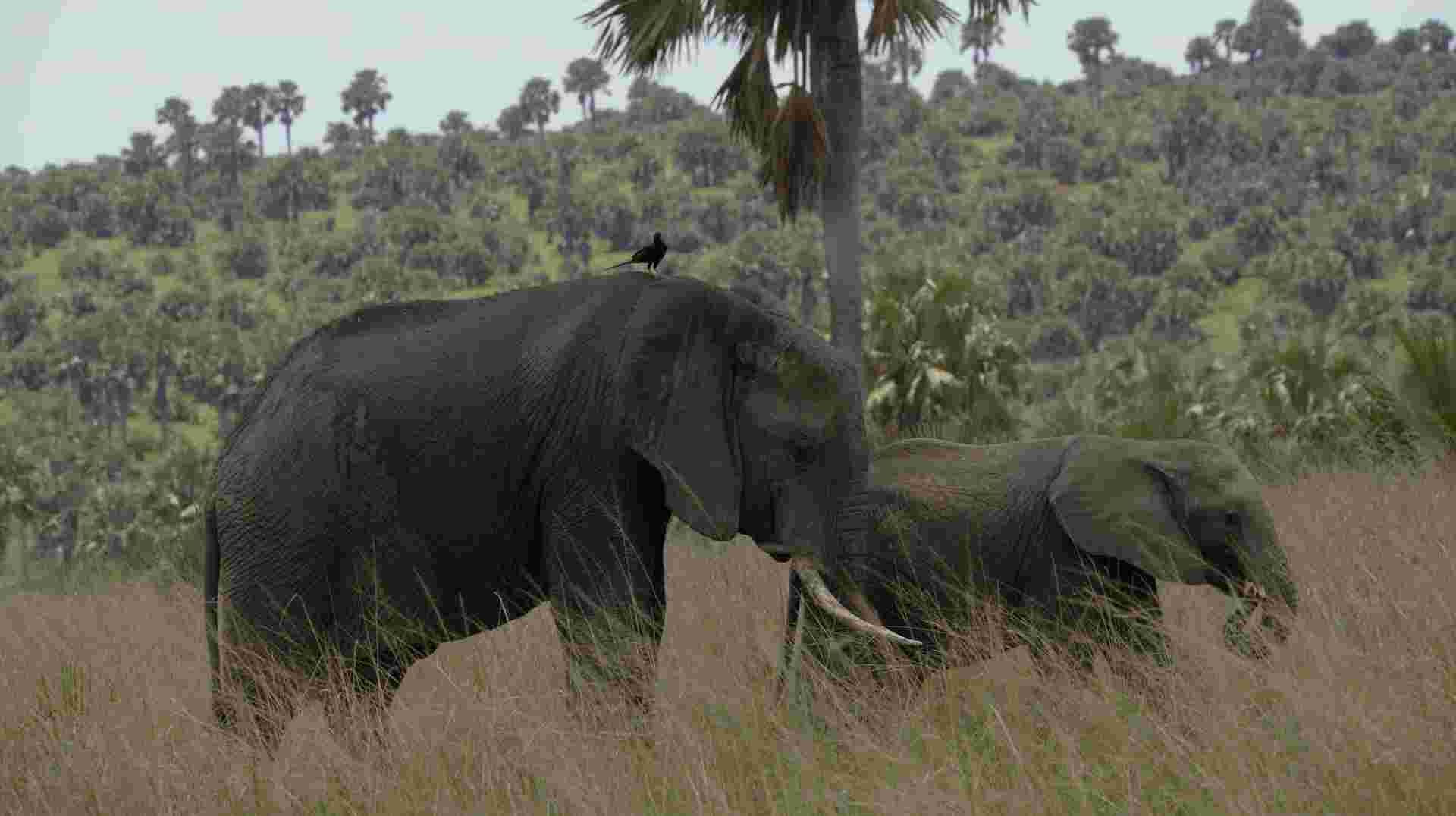 5-Day Big 5 Safari to Murchison and Chimpanzee Tracking