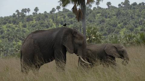 5-day Big 5 Safari To Murchison And Chimpanzee Tracking - Spring Tours