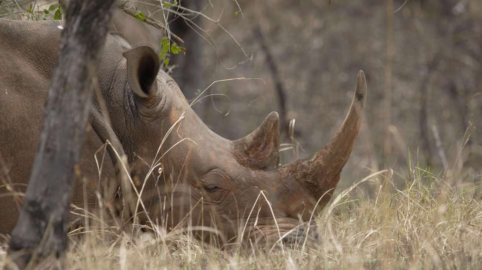 5-Day Big 5 Safari to Murchison and Chimpanzee Tracking - Home To Africa Tours And Travel - Uganda - Image 3
