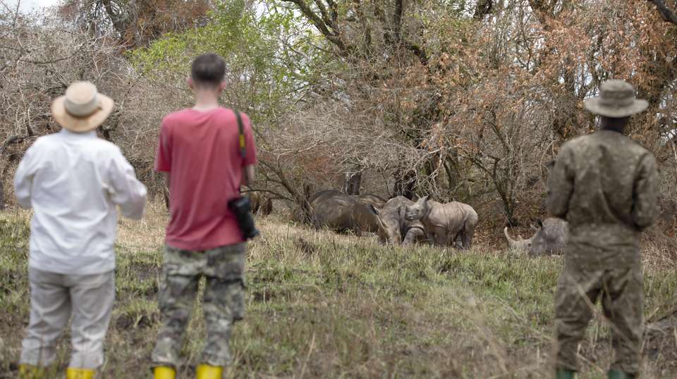 5-Day Big 5 Safari to Murchison and Chimpanzee Tracking - Home To Africa Tours And Travel - Uganda - Image 4