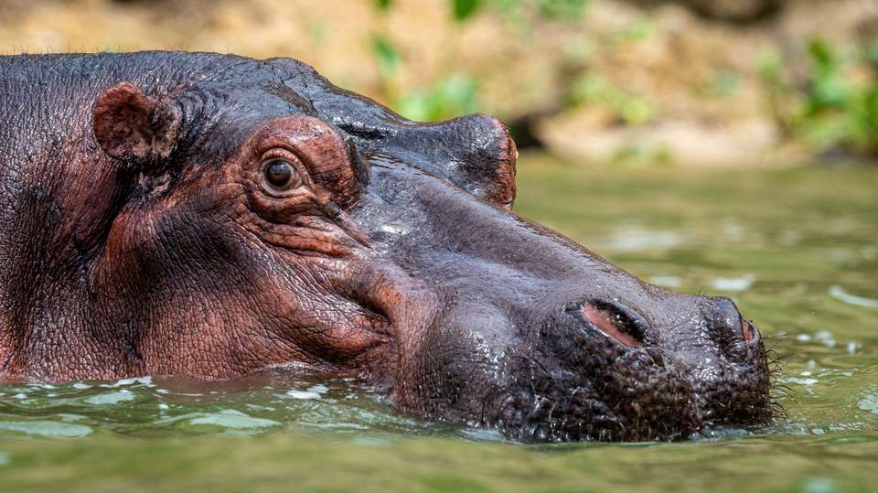 5-Day Big 5 Safari to Murchison and Chimpanzee Tracking - Home To Africa Tours And Travel - Uganda - Image 5