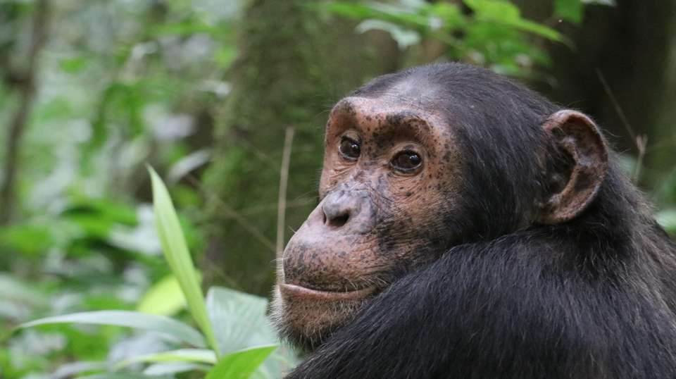 5-Day Big 5 Safari to Murchison and Chimpanzee Tracking - Home To Africa Tours And Travel - Uganda - Image 6