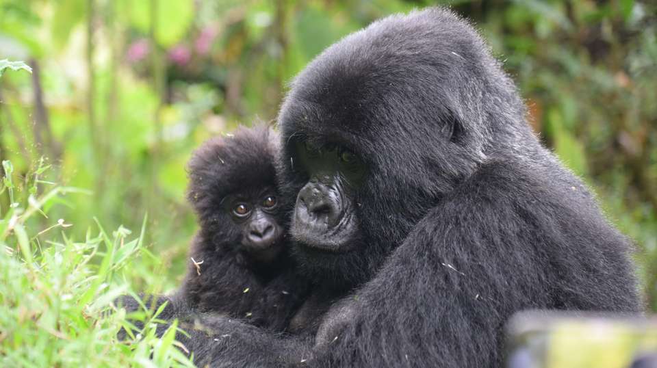 5-Day Gorilla Tour and Chimpanzee Tracking in Uganda - Home To Africa Tours And Travel - Uganda - Image 4