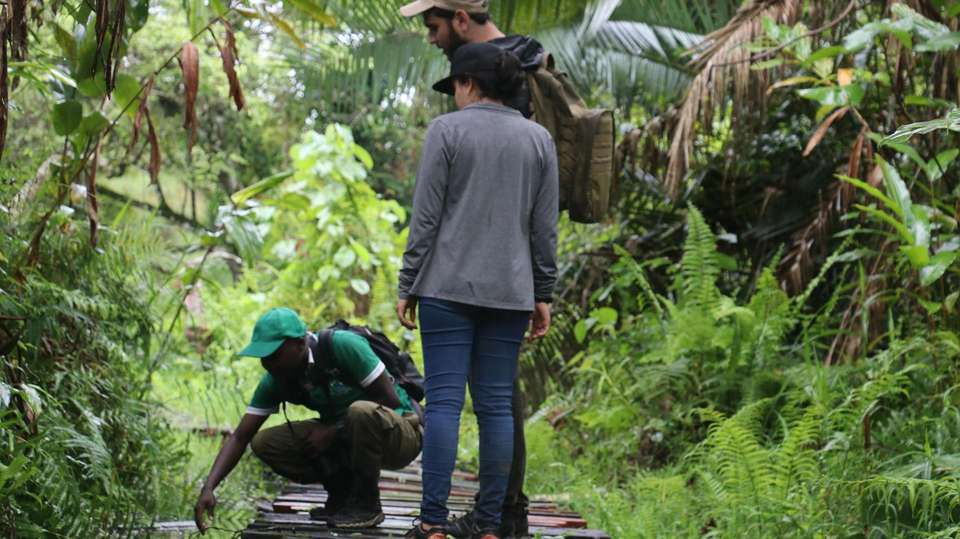 5-Day Gorilla Tour and Chimpanzee Tracking in Uganda - Home To Africa Tours And Travel - Uganda - Image 6