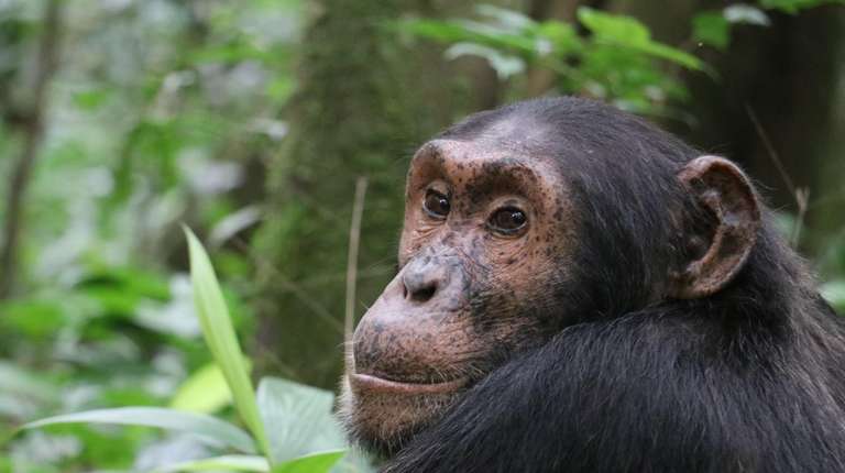 5-Day Gorilla Tour and Chimpanzee Tracking in Uganda trip - alternative tour available