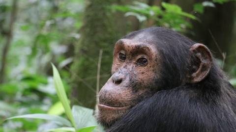 5-day Gorilla Tour And Chimpanzee Tracking In Uganda - December 2026