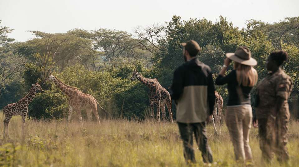 6-Day Gorilla Trekking and Wildlife Tour in Uganda - Home To Africa Tours And Travel - Uganda - Image 2