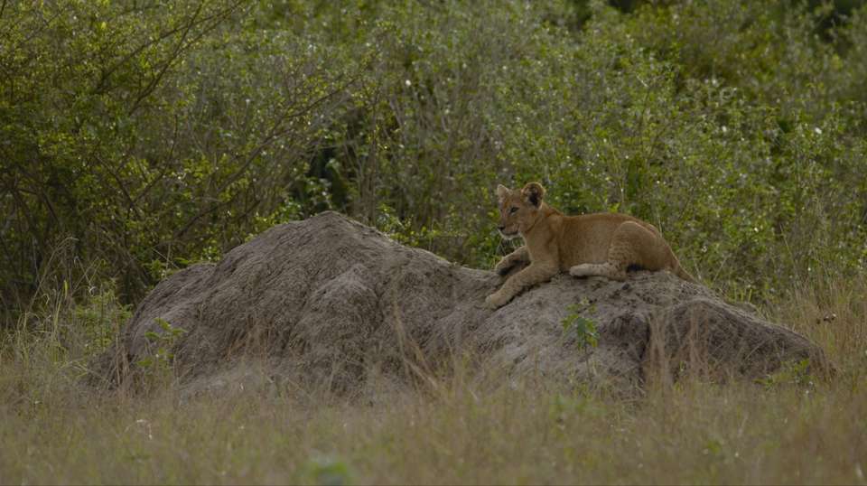 6-Day Gorilla Trekking and Wildlife Tour in Uganda - Home To Africa Tours And Travel - Uganda - Image 3