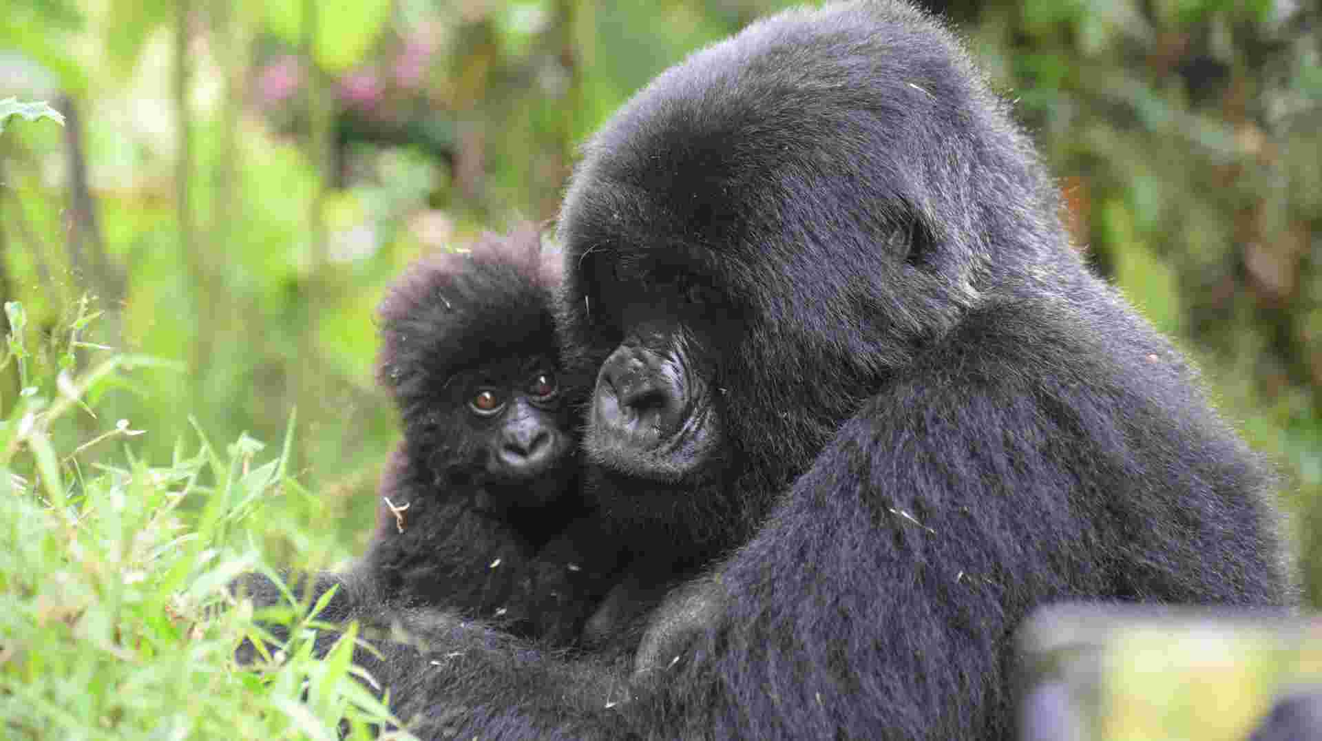 6-Day Gorilla Trekking and Wildlife Tour in Uganda