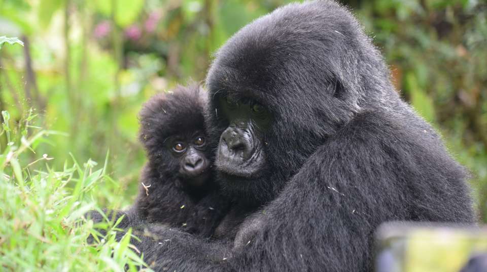 6-Day Gorilla Trekking and Wildlife Tour in Uganda - Home To Africa Tours And Travel - Uganda - Image 1