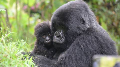 6-day Gorilla Trekking And Wildlife Tour In Uganda - September 2025