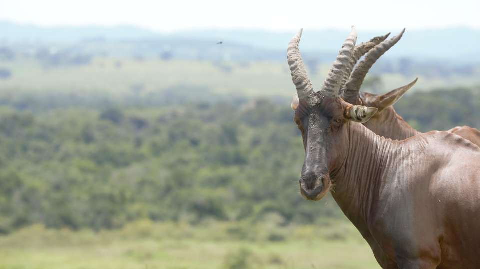 6-Day Gorilla Trekking and Wildlife Tour in Uganda - Home To Africa Tours And Travel - Uganda - Image 4