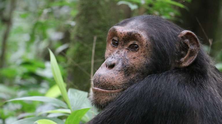 8-Day Uganda Vacation Including Chimps & Gorilla Trekking
