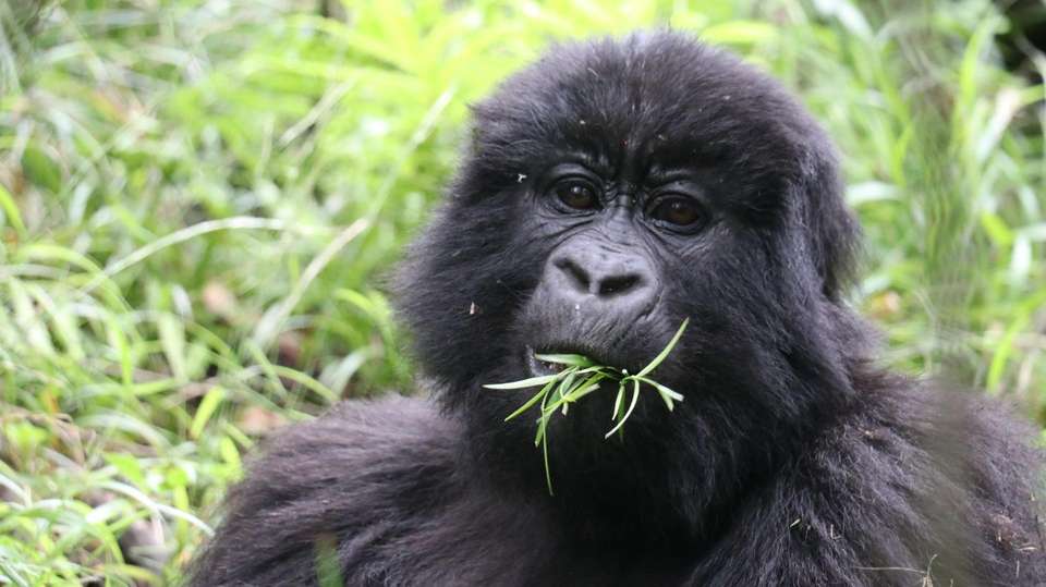 8-Day Uganda Vacation Including Chimps & Gorilla Trekking - Home To Africa Tours And Travel - Uganda - Image 3