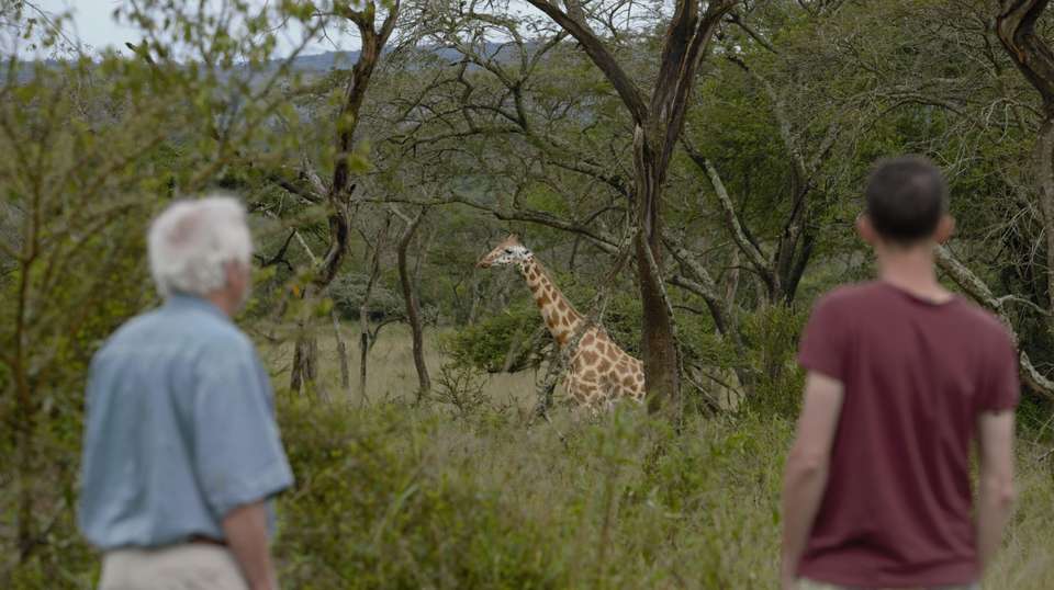 7-Day Customized Safari Tour - Gorilla Trekking in Uganda - Home To Africa Tours And Travel - Uganda - Image 2