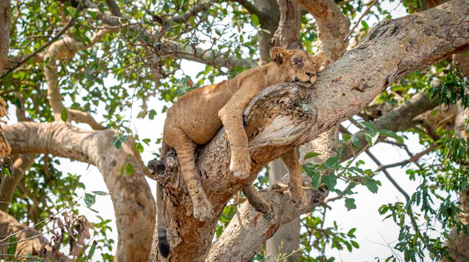 7-Day Customized Safari Tour - Gorilla Trekking in Uganda - Home To Africa Tours And Travel - Uganda - Image 3