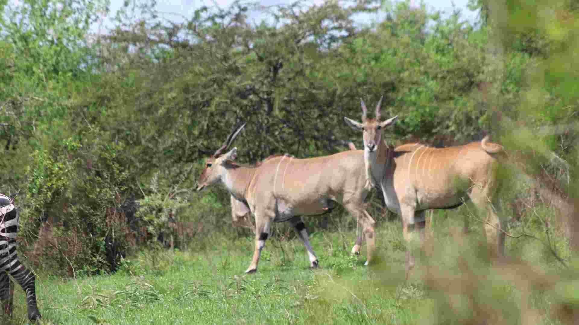 7-Day Customized Safari Tour - Gorilla Trekking in Uganda