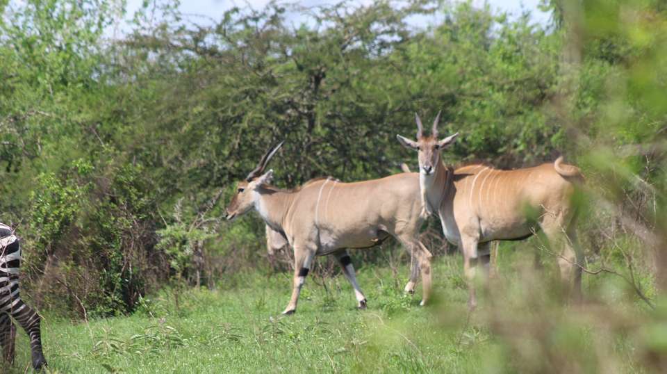 7-Day Customized Safari Tour - Gorilla Trekking in Uganda - Home To Africa Tours And Travel - Uganda - Image 1