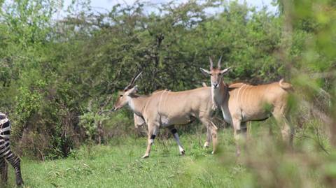 7-day Customized Safari Tour - Gorilla Trekking In Uganda - August 2026