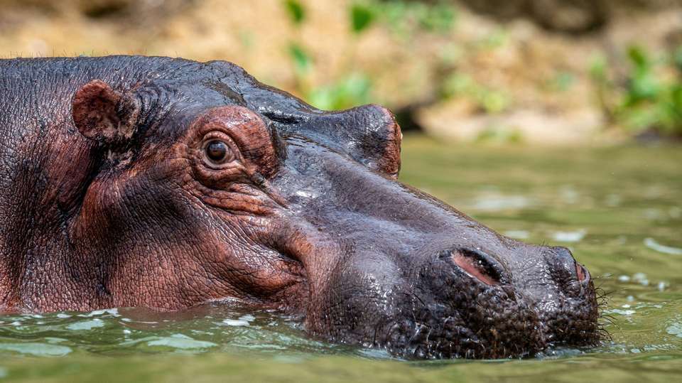 10-Day Safari Holiday in Uganda Including Gorilla Trek - Home To Africa Tours And Travel - Uganda - Image 1