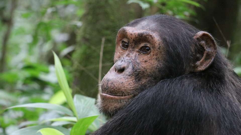 10-Day Safari Holiday in Uganda Including Gorilla Trek - Home To Africa Tours And Travel - Uganda - Image 2