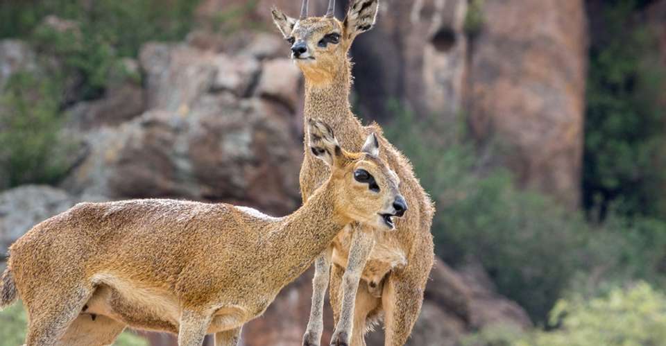 1 Day's Safari in Pilanesberg National Park - Unique Safaris - South Africa - Image 2