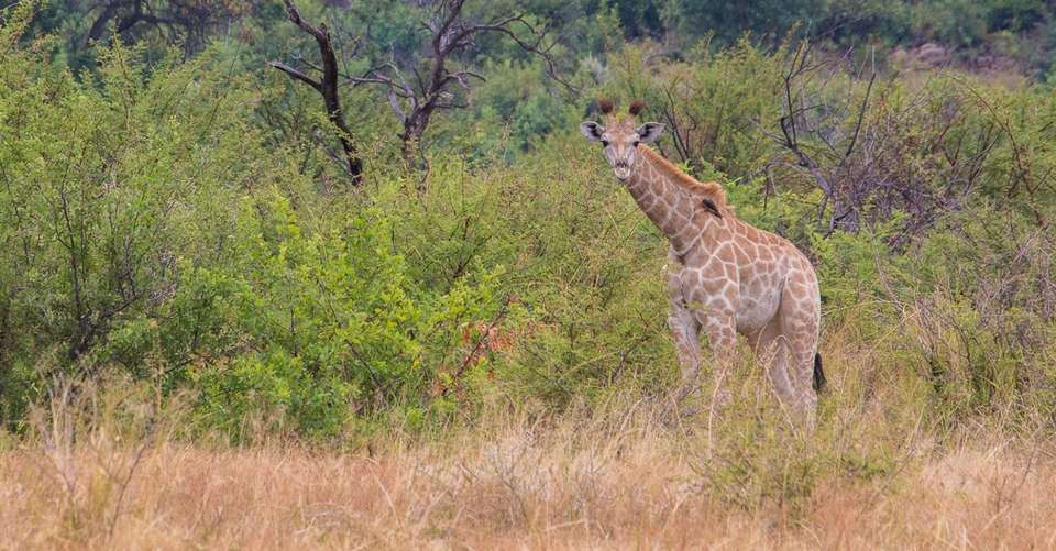 1 Day's Safari in Pilanesberg National Park - Unique Safaris - South Africa - Image 3