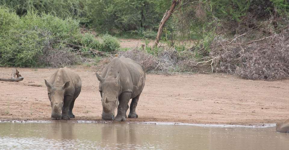 1 Day's Safari in Pilanesberg National Park - Unique Safaris - South Africa - Image 6