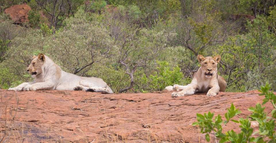 1 Day's Safari in Pilanesberg National Park - Unique Safaris - South Africa - Image 7