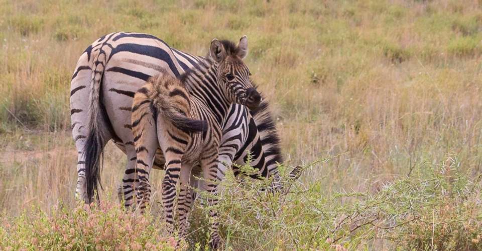 1 Day's Safari in Pilanesberg National Park - Unique Safaris - South Africa - Image 8