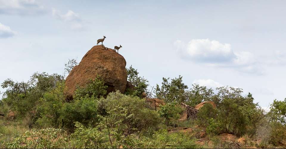 1 Day's Safari in Pilanesberg National Park - Unique Safaris - South Africa - Image 9