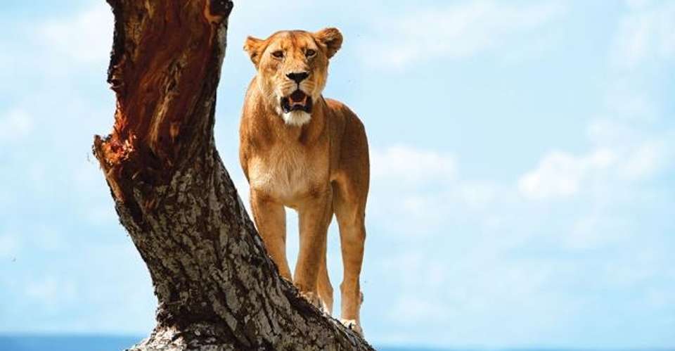1 Day Safari in Lake Manyara National park - Enosa Expeditions - Tanzania - Image 2