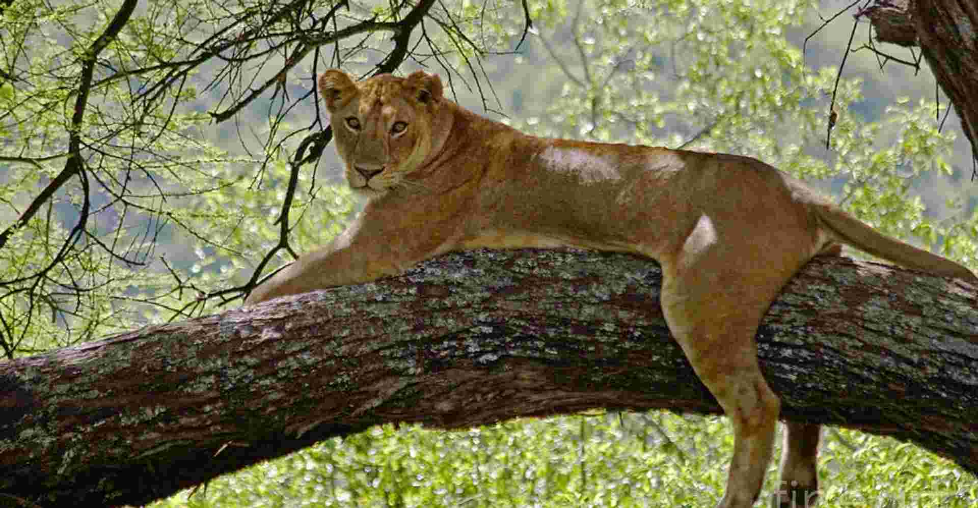 1 Day Safari in Lake Manyara National park