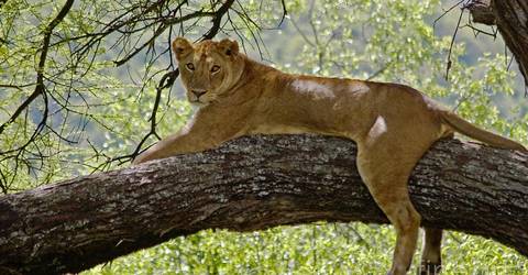 1 Day Safari In Lake Manyara National Park - July 2026