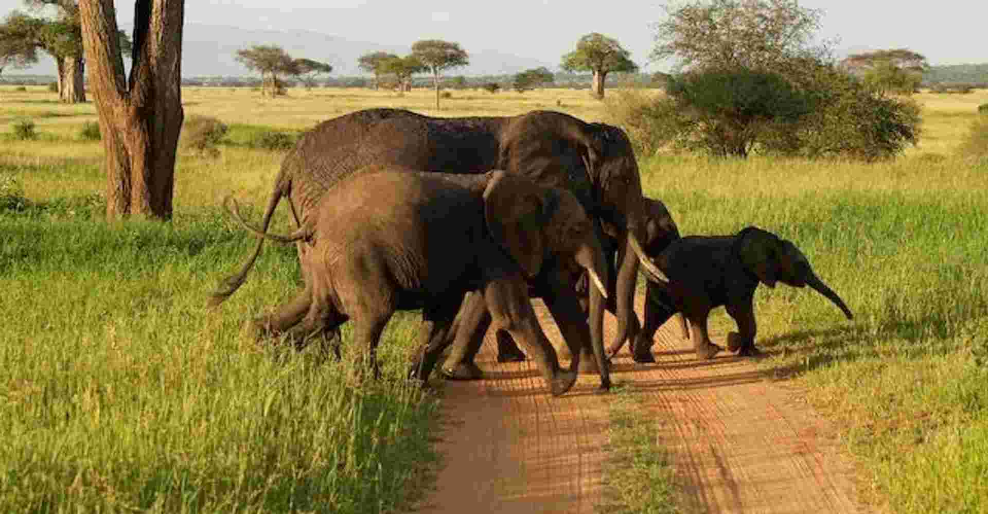1 Day Safari in Tarangire National Park, start Arusha